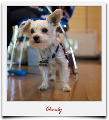 Charly Bürohund